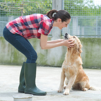 Консультации по уходу  - Животноводство
