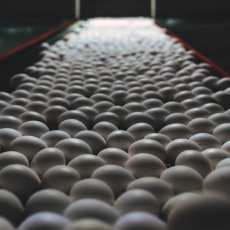 Сортировка яиц - Животноводство