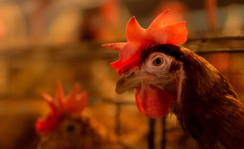 С/х животные - Животноводство