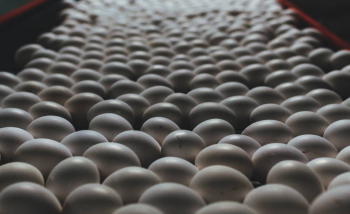 Сортировка яиц - Животноводство